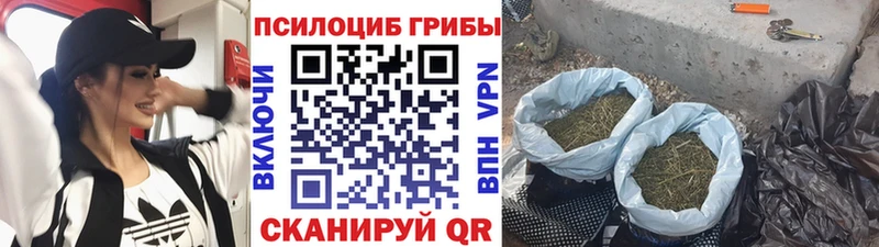 купить наркоту Ртищево мега как зайти Псилоцибиновые грибы Magic Shrooms